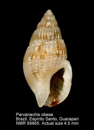 Parvanachis obesa.jpg - Parvanachis obesa (C.B.Adams,1845)